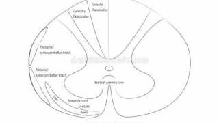 Major Tracts Part 1 Draw it to Know it Neuroanatomy [upl. by Hayward]