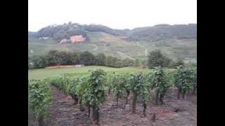 The vineyards of ChâteauChalon in Jura [upl. by Naloj252]