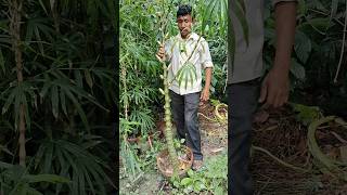 ঘটি বাঁশ গাছ গুলো মাত্র ২৪০ টাকা। shorts minivlog gardening trendingshorts bambutree [upl. by Aiki]