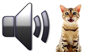 8 HOURS CAT SOUNDS MEOWING NOISES ATTRACT CATS ANNOY CATS [upl. by Asilad]