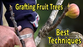 Grafting Fruit Trees  The 2 Best Techniques for Grafting Figs and other fruit trees [upl. by Hach]