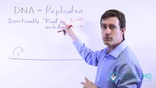 5 and 3 Directions of DNA  How to Read amp Write DNA [upl. by Edmead]