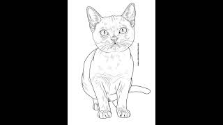 Gato para Colorir Desenhos Para Colorir 25 [upl. by Pippo]