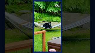 Homeowner scolds a comfy bear on a hammock in Warren Vermont [upl. by Celie264]