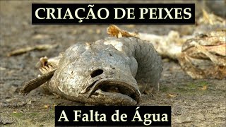 Faltou água para o lago dos Peixes O que posso fazer [upl. by Aicile]