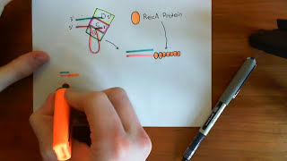 Homologous Recombination for Replication Fork Reactivation Part 2 [upl. by Lanford768]