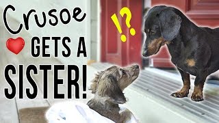 Ep 1 Crusoe Gets a SISTER  Cute Dachshund Puppy Video [upl. by Ardnasirk]