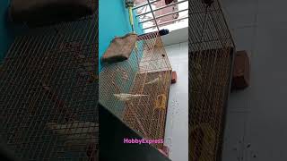 Cockatiels mating call ।। ককাটেল পাখির মিটিং কল cockatielmating [upl. by Ahsenom]