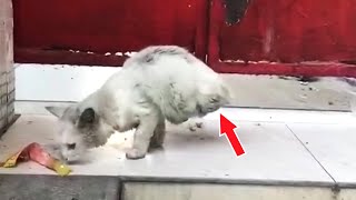 A stray cat that lost half of its body trying hard to find food just wants to survive [upl. by Sorce]