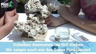 Scheiben Anemonen ins Riff kleben wir zeigen euch das mal [upl. by Timms]