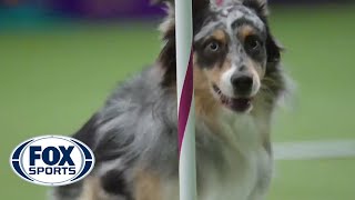 Watch Australian Shepherd Holster Win 2016 Masters Agility Championship  FOX SPORTS [upl. by Eerized]