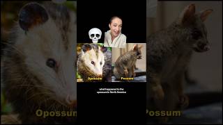 💀 What HAPPPENED to the OPOSSUM in North America Compared to POSSUMS ⁉️ [upl. by Benni688]