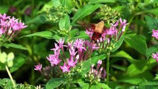 Hummingbird Moth in the Garden [upl. by Humphrey111]