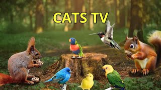 Cat TV for Cats to Watch  24 Hours of TV for Cats with Beautiful Bird Sounds [upl. by Kcub]