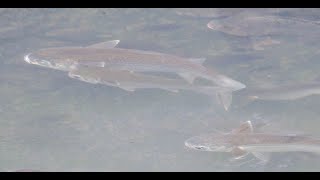 1130329 The flathead grey mullet is euryhaline and spend the young at rivers [upl. by Analihp148]