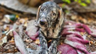 We Rescued a Sad and Scared Puppy [upl. by Avlem]