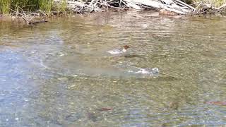 Common Mergansers hunting kokanee in Taylor Cr CA [upl. by Inimak]