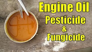 Using Engine Oil as A Pesticide amp Fungicide  Very Goooood Result [upl. by Sivart]