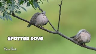 The Spotted Dove Natures Observer wildlife birds [upl. by Bathsheba342]