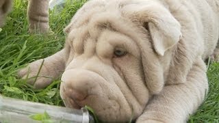 Shar Pei Puppies Go BONKERS For BEAKERS [upl. by Backler]