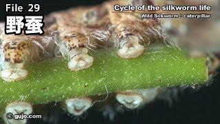 【蚕の一生】Cycle of the silkworm life 2933 野蚕 [upl. by Einahc]