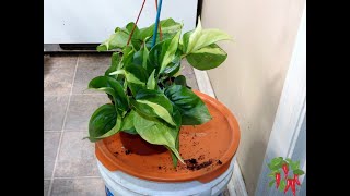 How To Grow Heartleaf Philodendron [upl. by Naffets]