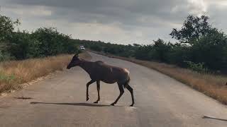 Tsessebe the fastest antelope in the Kruger [upl. by Politi171]