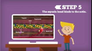 Sliding Filament Theory Explained [upl. by Adamo]