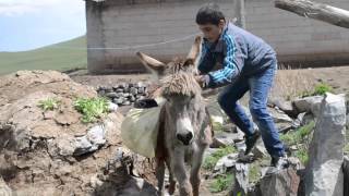 KIRAÇ Eşeği Saldım Çayıra KARS IĞDIR versiyonu çok KOMİK [upl. by Aivax]