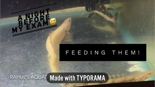 Feeding my Bichirs and Red tail catfish  Unplanned video [upl. by Datha803]