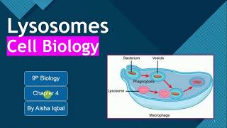 Lysosomes Class 9 [upl. by Melosa310]