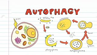 What is Autophagy [upl. by Vasilek]