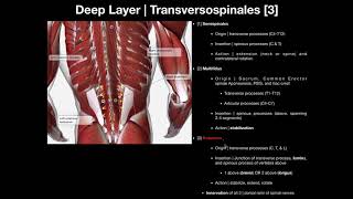 True Back Muscles  The Transversospinales and Segmental Groups [upl. by Amri]