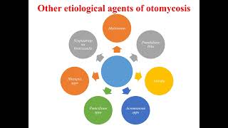 Otomycosis I Ear fungus I Mycotic otitis externa I Singapore ear I Otitis externa I Otitis media I [upl. by Enohpets]