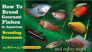 How to Breed Gourami fish in Aquarium everything about Gourami fish [upl. by Cheadle167]