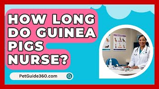 How Long Do Guinea Pigs Nurse  PetGuide360com [upl. by Langley]