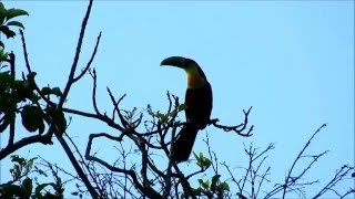 Tucán pico verde  Ramphastos dicolorus  VOZ [upl. by Gabby]