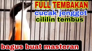 pentetgacor FULL TEMBAKAN CAK JENGGOT SAMBUNG CILILIN masteran pancingan cendetgacor youtube [upl. by Una934]