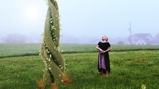 Blender 3D VFX Planting The Magic Beanstalk [upl. by Korey]