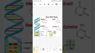 Uracil  Thymine Adinine and guanidine synthesis [upl. by Halueb522]