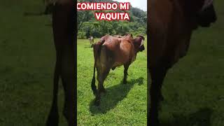 LAS VAQUITAS EN EL CAMPO [upl. by Hoashis]