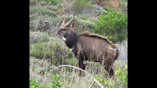 How do Bushbuck fight [upl. by Nyrb626]