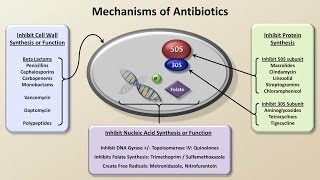 Mechanisms and Classification of Antibiotics Antibiotics  Lecture 3 [upl. by Hayley]