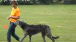 Dancing Deerhound Training [upl. by Oiramel298]