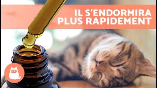 Comment endormir votre CHAT en 10 secondes 🐱💤  5 astuces pour endormir rapidement un chat ✅ [upl. by Easter]