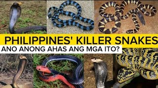 Most dangerous snakes in the Philippines  venomous snakes  PH RED TV [upl. by Bakeman]