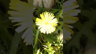 Taraxacum officinale  Dandelion  Mniszek lekarski 🌼 [upl. by Llehsad513]