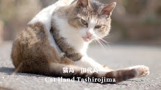 猫島 田代島 4K Cat Island Tashirojima Japan [upl. by Ahtera]