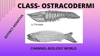 Class Ostrachodermi  Ostrachodermi  Ostrachoderm Fish  Ostrachoderms  Extinct Agnatha [upl. by Boiney]