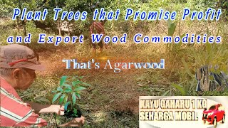 Plant Trees that Promise Profit and Export Wood Commodities Thats Agarwood [upl. by Nitsug873]